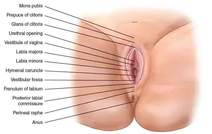 Labioplasti Ameliyatı Nasıl Yapılır? İç Dudak Estetiği - Labia Minora