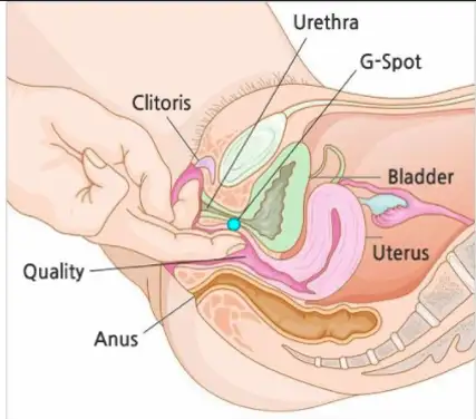 Genital Estetik Yöntemleri Genital PRP